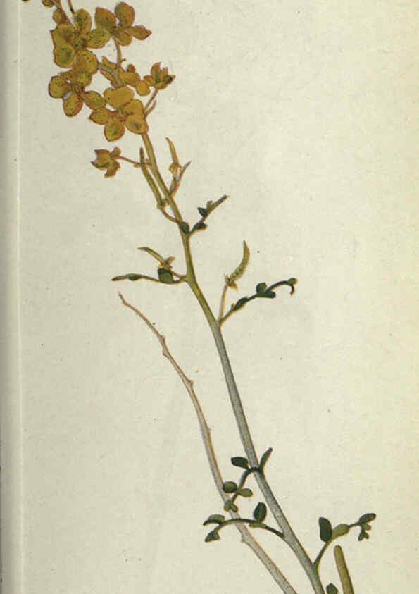 Reproducción/Reproduction 6260047071: Field book of western wild flowers London,C. [sic] P. Putnam's Sons,1915