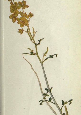 Reproducción/Reproduction 6260047071: Field book of western wild flowers London,C. [sic] P. Putnam's Sons,1915