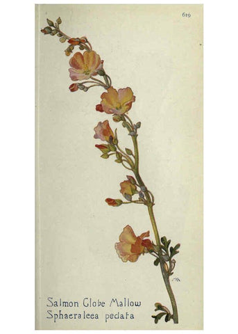 Reproducción/Reproduction 6260573080: Field book of western wild flowers London,C. [sic] P. Putnam's Sons,1915