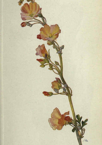 Reproducción/Reproduction 6260573080: Field book of western wild flowers London,C. [sic] P. Putnam's Sons,1915