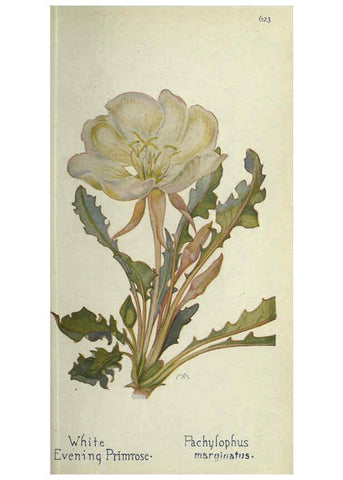 Reproducción/Reproduction 6260573916: Field book of western wild flowers London,C. [sic] P. Putnam's Sons,1915