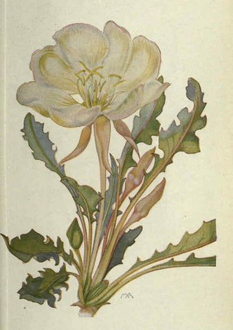 Reproducción/Reproduction 6260573916: Field book of western wild flowers London,C. [sic] P. Putnam's Sons,1915