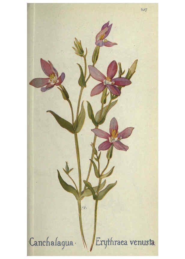 Reproducción/Reproduction 6260049367: Field book of western wild flowers London,C. [sic] P. Putnam's Sons,1915