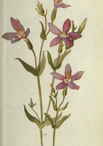 Reproducción/Reproduction 6260049367: Field book of western wild flowers London,C. [sic] P. Putnam's Sons,1915