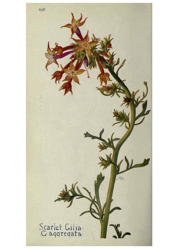 Reproducción/Reproduction 6260049581: Field book of western wild flowers London,C. [sic] P. Putnam's Sons,1915