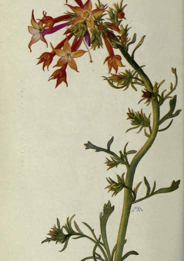 Reproducción/Reproduction 6260049581: Field book of western wild flowers London,C. [sic] P. Putnam's Sons,1915