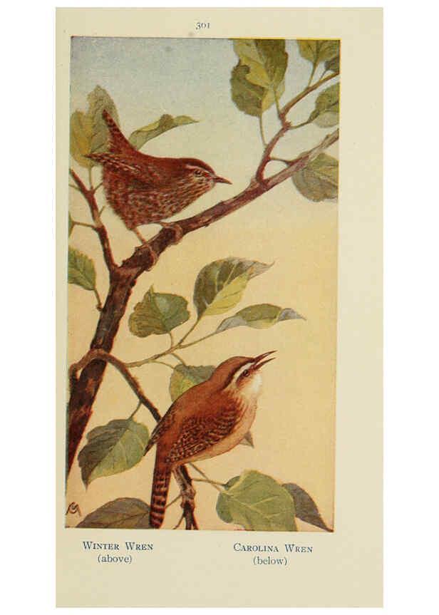 Reproducción/Reproduction 6260100027: Field book of wild birds and their music London,G.P. Putnam's Sons[c1921] 