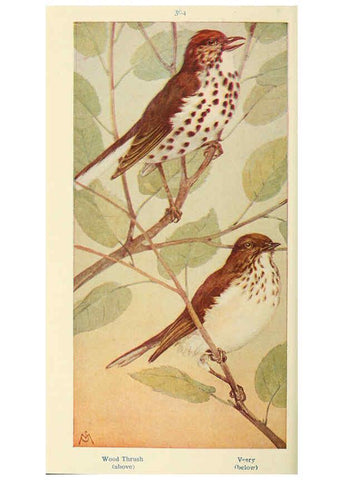 Reproducción/Reproduction 6260626622: Field book of wild birds and their music London,G.P. Putnam's Sons[c1921] 