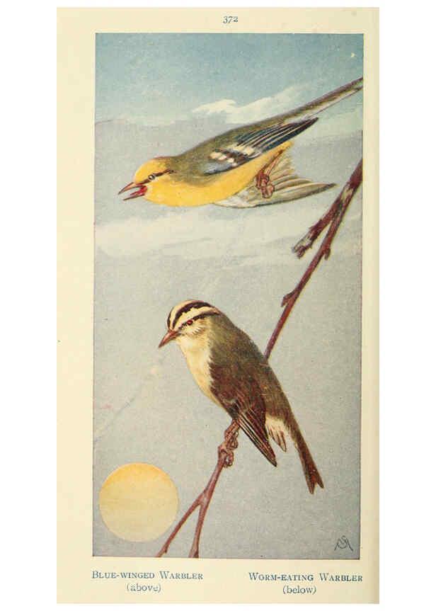 Reproducción/Reproduction 6260102469: Field book of wild birds and their music London,G.P. Putnam's Sons[c1921] 