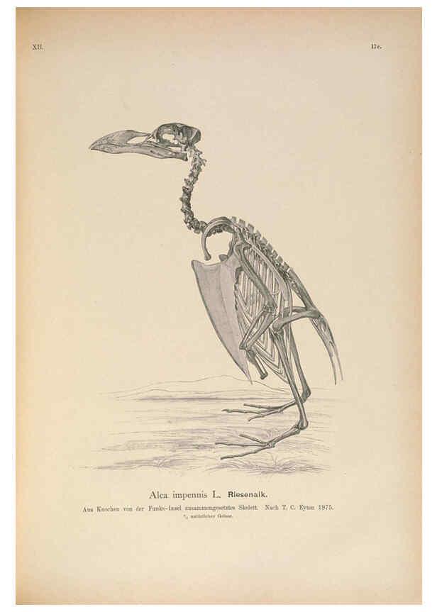 Reproducción/Reproduction 6263807944: Naumann, Naturgeschichte der Vögel Mitteleuropas. v.12. Gera-Untermhaus,F.E. Köhler,1897-1905 [v.1, 1905] 