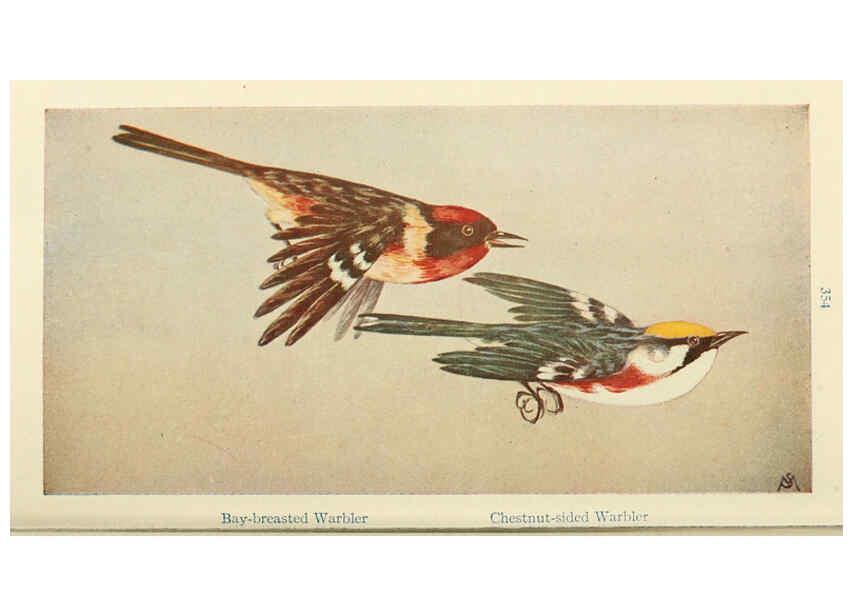 Reproducción/Reproduction 6260098297: Field book of wild birds and their music London,G.P. Putnam's Sons[c1921] 