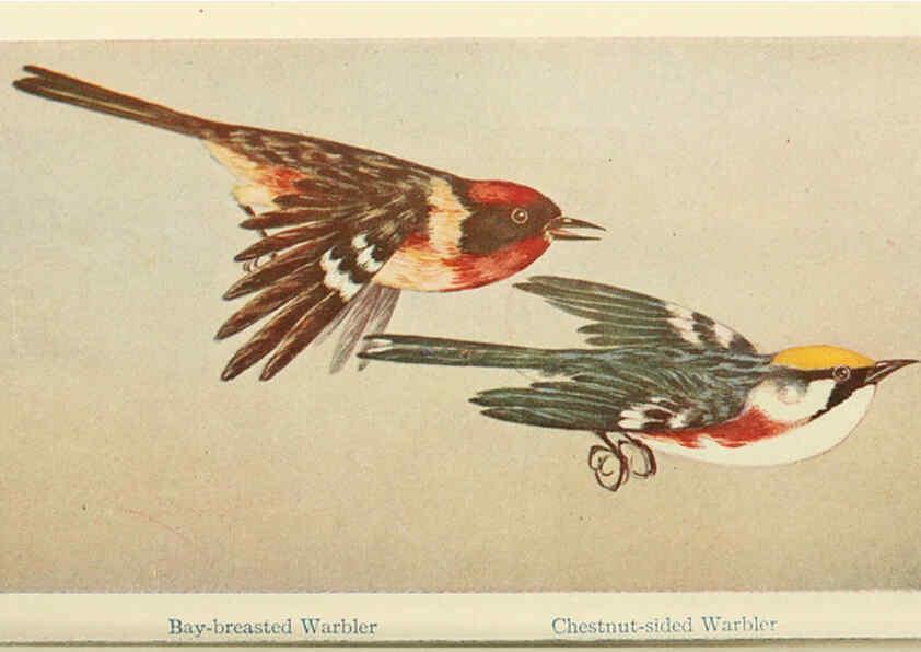 Reproducción/Reproduction 6260098297: Field book of wild birds and their music London,G.P. Putnam's Sons[c1921] 