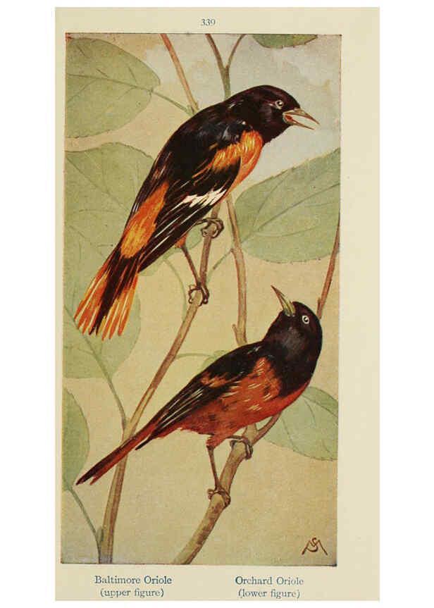 Reproducción/Reproduction 6260620924: Field book of wild birds and their music London,G.P. Putnam's Sons[c1921] 