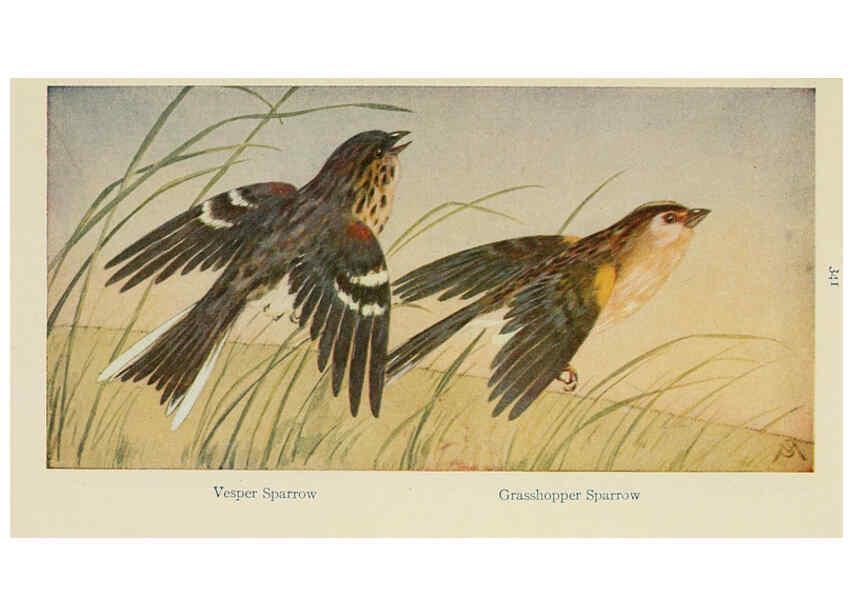 Reproducción/Reproduction 6260621294: Field book of wild birds and their music London,G.P. Putnam's Sons[c1921] 