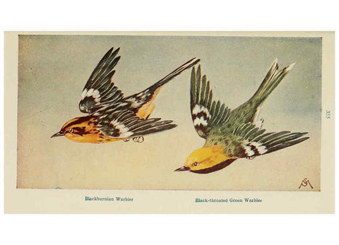 Reproducción/Reproduction 6260624460: Field book of wild birds and their music London,G.P. Putnam's Sons[c1921] 