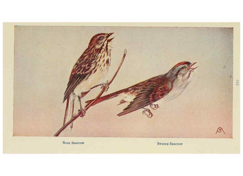 Reproducción/Reproduction 6260096355: Field book of wild birds and their music London,G.P. Putnam's Sons[c1921] 