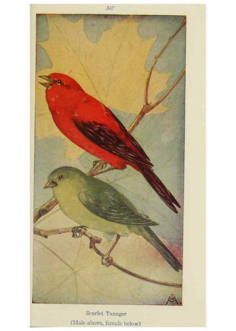 Reproducción/Reproduction 6260096783: Field book of wild birds and their music London,G.P. Putnam's Sons[c1921] 