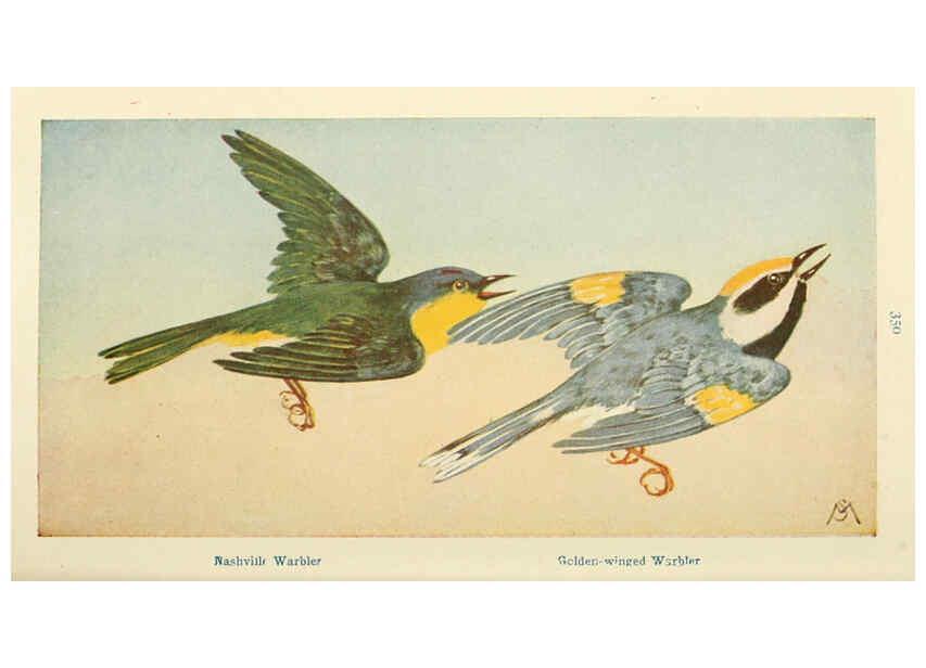 Reproducción/Reproduction 6260623380: Field book of wild birds and their music London,G.P. Putnam's Sons[c1921] 