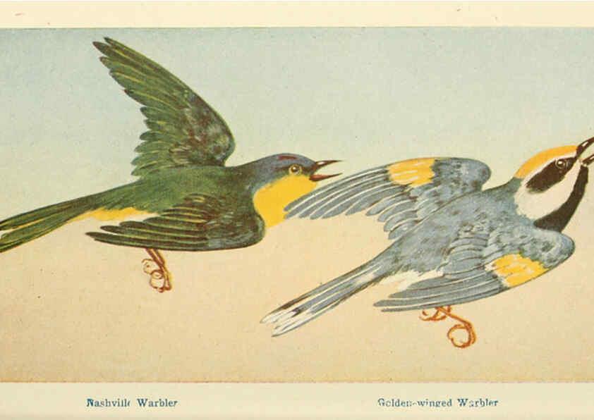 Reproducción/Reproduction 6260623380: Field book of wild birds and their music London,G.P. Putnam's Sons[c1921] 