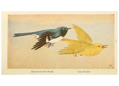 Reproducción/Reproduction 6260097853: Field book of wild birds and their music London,G.P. Putnam's Sons[c1921] 