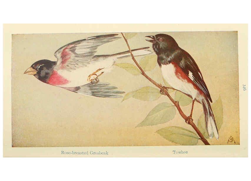 Reproducción/Reproduction 6260622428: Field book of wild birds and their music London,G.P. Putnam's Sons[c1921] 