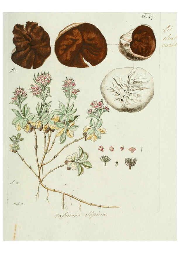 Reproducción/Reproduction 6299207840: Nicolai Josephi Jacquin Miscellanea austriaca ad botanicam, chemiam, et historiam naturalem spectantia, cum figuris partim coloratis VindobonæEx officina Krausiana,1778-1781