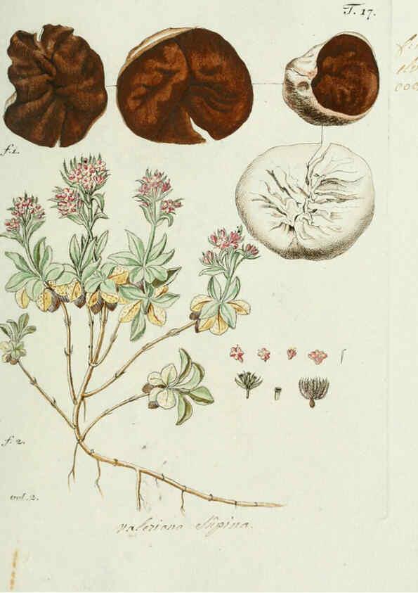 Reproducción/Reproduction 6299207840: Nicolai Josephi Jacquin Miscellanea austriaca ad botanicam, chemiam, et historiam naturalem spectantia, cum figuris partim coloratis VindobonæEx officina Krausiana,1778-1781