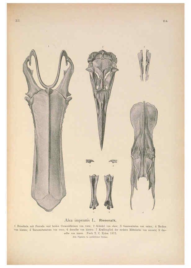 Reproducción/Reproduction 6263281855: Naumann, Naturgeschichte der Vögel Mitteleuropas. v.12. Gera-Untermhaus,F.E. Köhler,1897-1905 [v.1, 1905] 