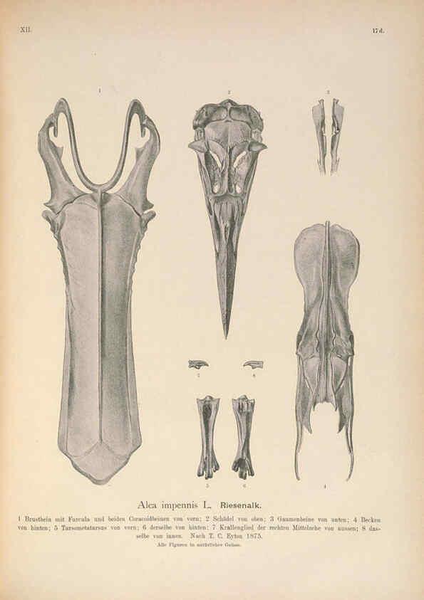 Reproducción/Reproduction 6263281855: Naumann, Naturgeschichte der Vögel Mitteleuropas. v.12. Gera-Untermhaus,F.E. Köhler,1897-1905 [v.1, 1905] 