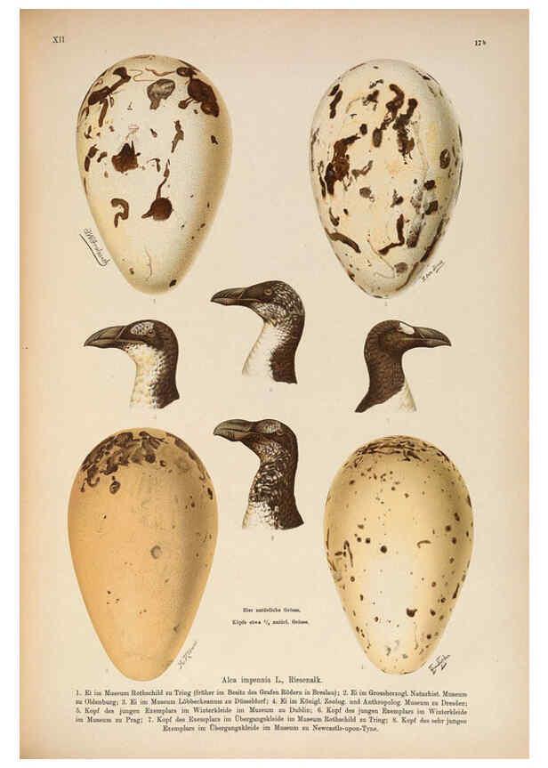 Reproducción/Reproduction 6263808498: Naumann, Naturgeschichte der Vögel Mitteleuropas. v.12. Gera-Untermhaus,F.E. Köhler,1897-1905 [v.1, 1905] 