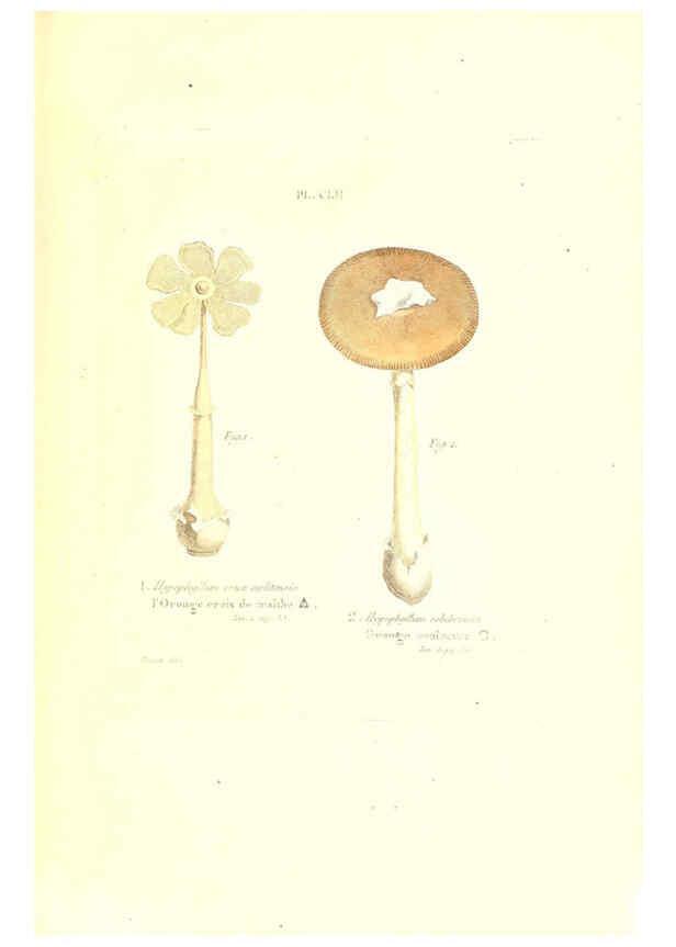 Reproducción/Reproduction 6266982250: Iconographie des champignons de Paulet New York,H. Baillière; [etc., etc.],1855