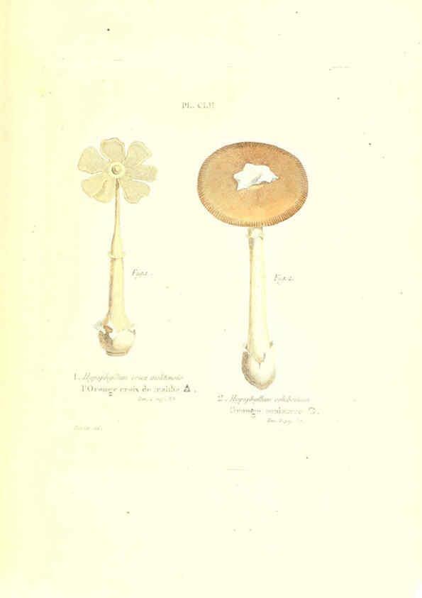 Reproducción/Reproduction 6266982250: Iconographie des champignons de Paulet New York,H. Baillière; [etc., etc.],1855