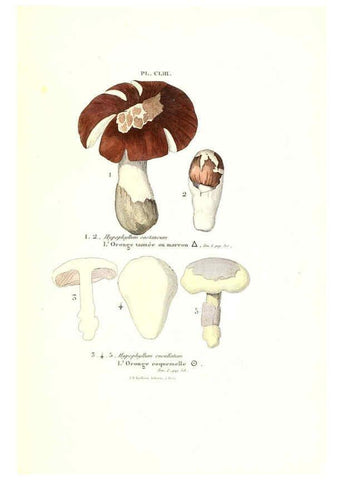 Reproducción/Reproduction 6266454433: Iconographie des champignons de Paulet New York,H. Baillière; [etc., etc.],1855