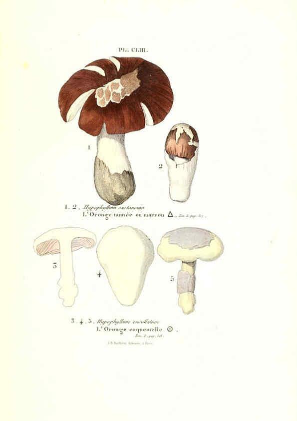 Reproducción/Reproduction 6266454433: Iconographie des champignons de Paulet New York,H. Baillière; [etc., etc.],1855