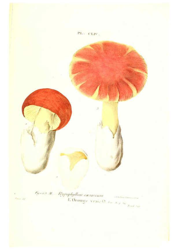 Reproducción/Reproduction 6266454643: Iconographie des champignons de Paulet New York,H. Baillière; [etc., etc.],1855