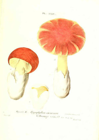 Reproducción/Reproduction 6266454643: Iconographie des champignons de Paulet New York,H. Baillière; [etc., etc.],1855