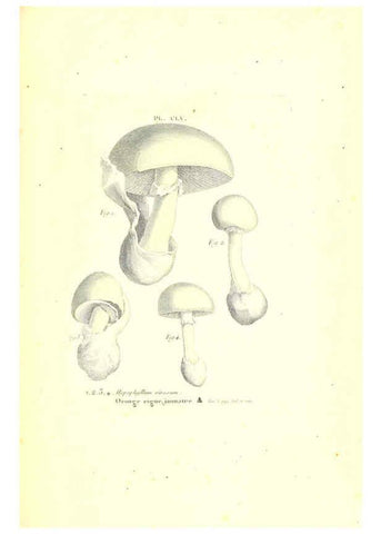 Reproducción/Reproduction 6266454827: Iconographie des champignons de Paulet New York,H. Baillière; [etc., etc.],1855