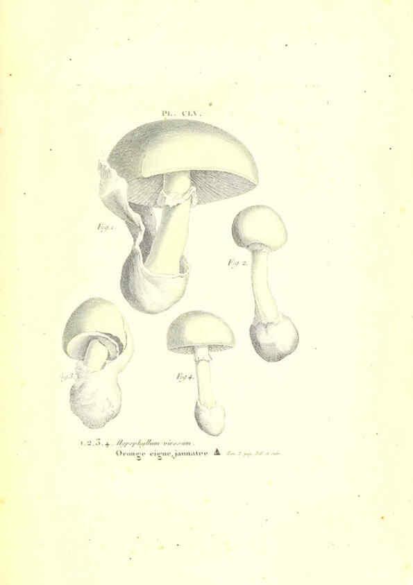 Reproducción/Reproduction 6266454827: Iconographie des champignons de Paulet New York,H. Baillière; [etc., etc.],1855