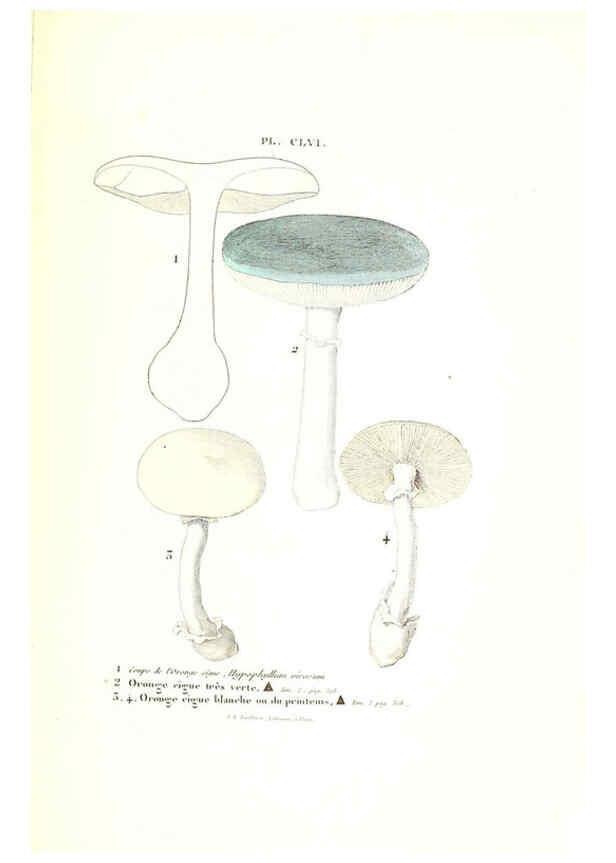 Reproducción/Reproduction 6266982894: Iconographie des champignons de Paulet New York,H. Baillière; [etc., etc.],1855