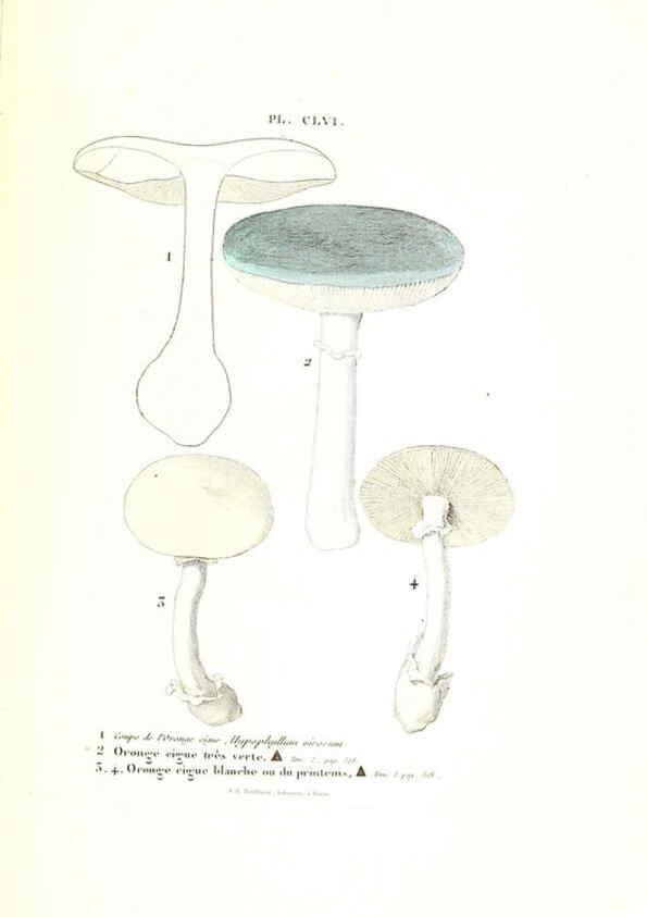 Reproducción/Reproduction 6266982894: Iconographie des champignons de Paulet New York,H. Baillière; [etc., etc.],1855