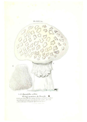 Reproducción/Reproduction 6266983084: Iconographie des champignons de Paulet New York,H. Baillière; [etc., etc.],1855