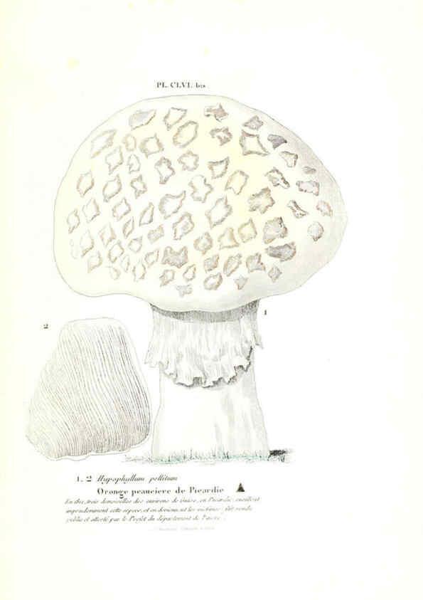 Reproducción/Reproduction 6266983084: Iconographie des champignons de Paulet New York,H. Baillière; [etc., etc.],1855