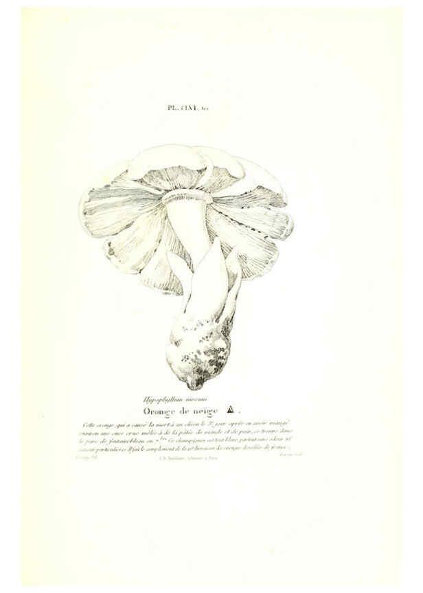 Reproducción/Reproduction 6266455299: Iconographie des champignons de Paulet New York,H. Baillière; [etc., etc.],1855