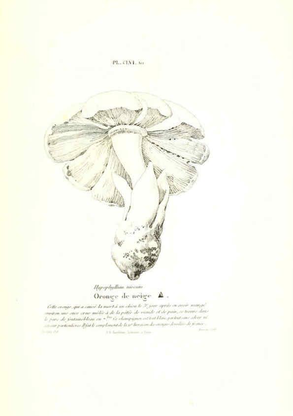 Reproducción/Reproduction 6266455299: Iconographie des champignons de Paulet New York,H. Baillière; [etc., etc.],1855