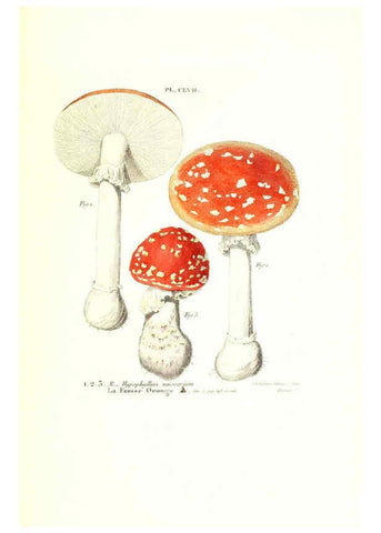 Reproducción/Reproduction 6266983398: Iconographie des champignons de Paulet New York,H. Baillière; [etc., etc.],1855