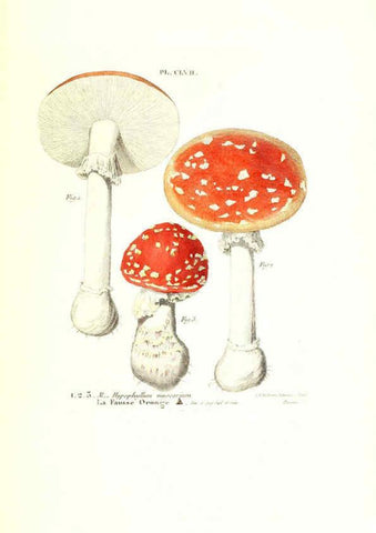 Reproducción/Reproduction 6266983398: Iconographie des champignons de Paulet New York,H. Baillière; [etc., etc.],1855