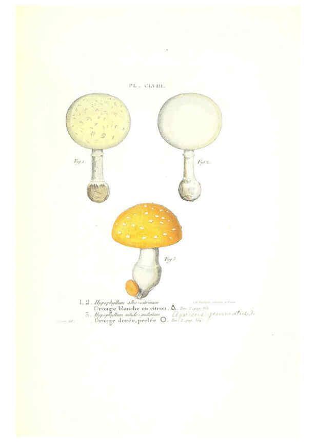 Reproducción/Reproduction 6266455671: Iconographie des champignons de Paulet New York,H. Baillière; [etc., etc.],1855