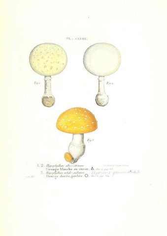 Reproducción/Reproduction 6266455671: Iconographie des champignons de Paulet New York,H. Baillière; [etc., etc.],1855