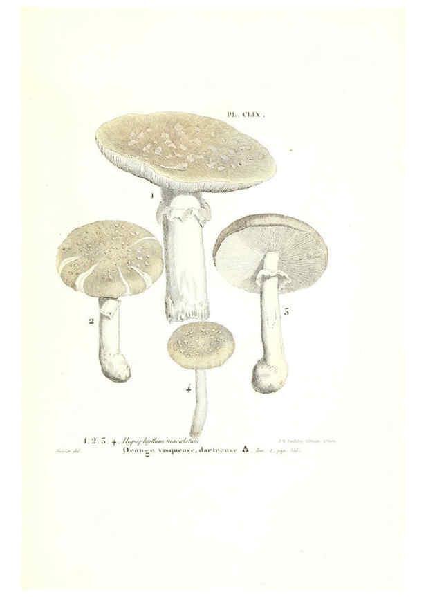 Reproducción/Reproduction 6266455853: Iconographie des champignons de Paulet New York,H. Baillière; [etc., etc.],1855