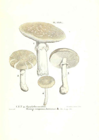 Reproducción/Reproduction 6266455853: Iconographie des champignons de Paulet New York,H. Baillière; [etc., etc.],1855